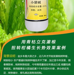 草莓病害防治与营养健康咨询